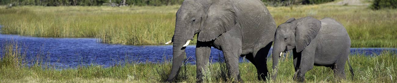 Great Botswana Wilderness Journey